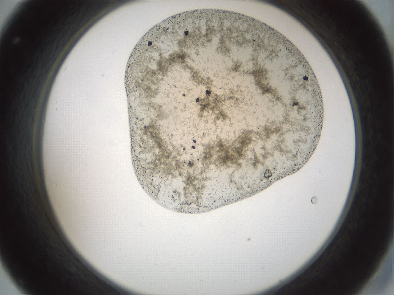 folderID106_plateID3106_batchID17650_wellNum32_profileID1_d2_r263400_ef.jpg