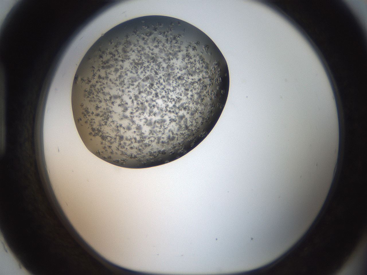 folderID118_plateID3118_batchID17121_wellNum93_profileID1_d1_r266021_ef.jpg
