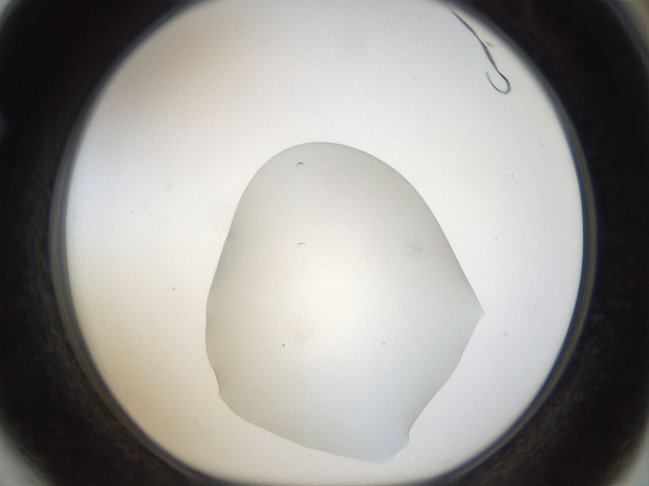 folderID11_plateID1011_batchID1740_wellNum64_profileID1_d1_r42275_ef.jpg