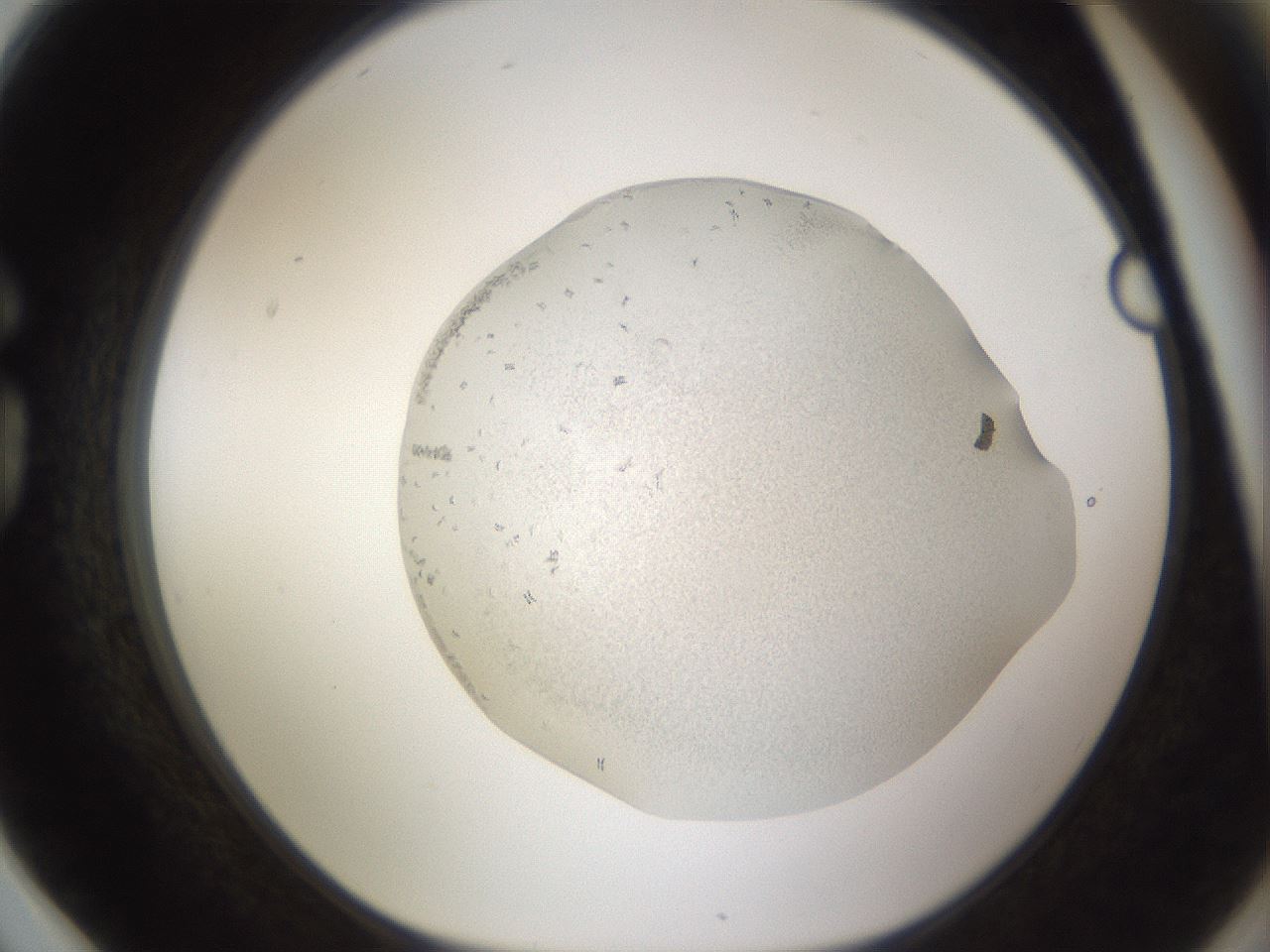 folderID125_plateID3125_batchID18048_wellNum78_profileID1_d1_r267639_ef.jpg