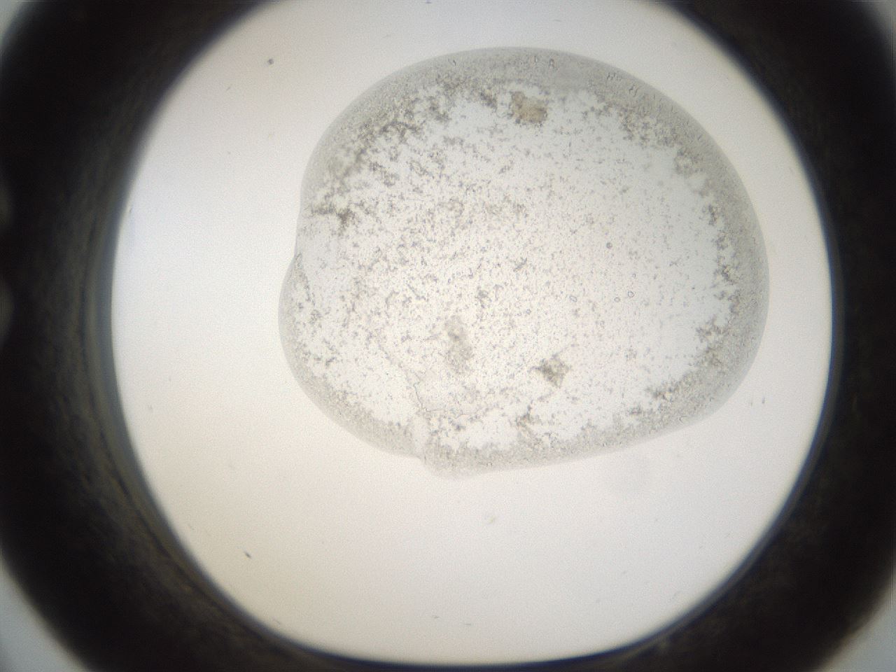 folderID144_plateID1144_batchID2664_wellNum33_profileID1_d1_r60155_ef.jpg