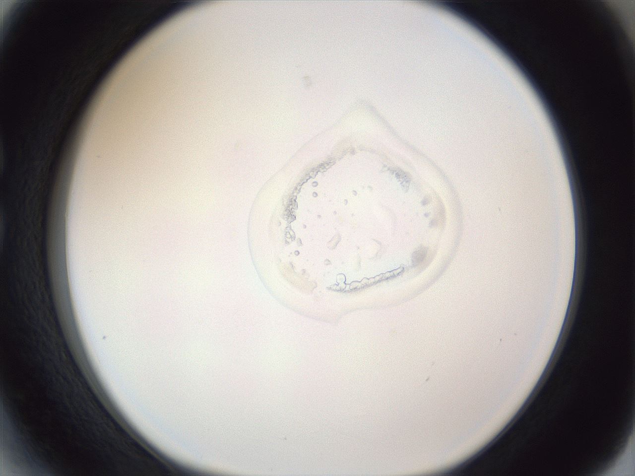 folderID140_plateID1140_batchID3668_wellNum27_profileID1_d1_r59861_ef.jpg
