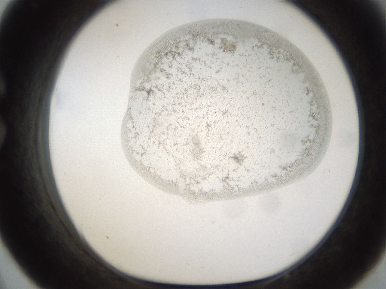 folderID144_plateID1144_batchID4798_wellNum33_profileID1_d1_r60155_ef.jpg