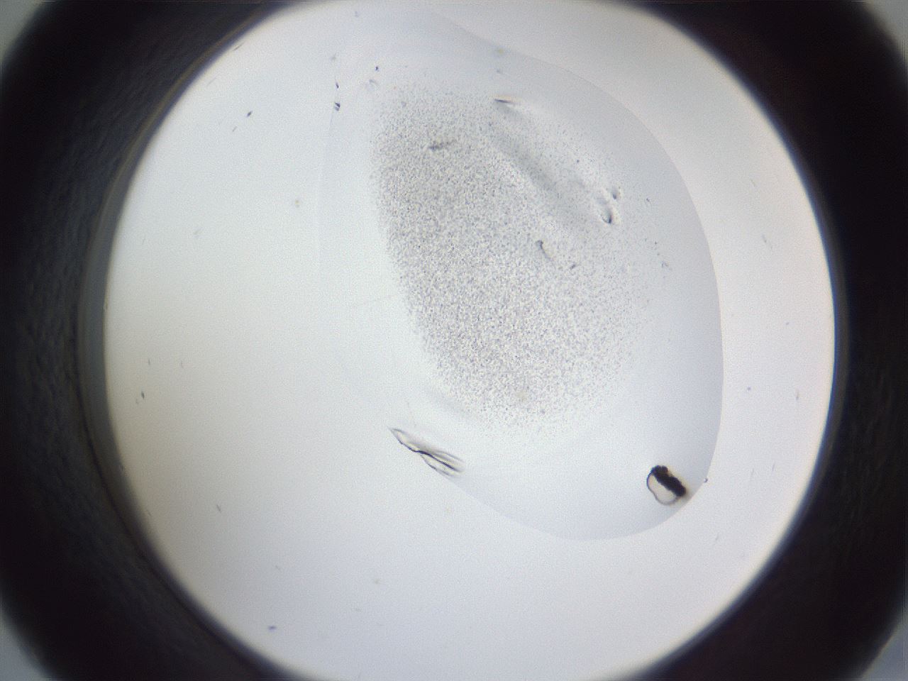 folderID162_plateID1162_batchID12297_wellNum45_profileID1_d2_r62136_ef.jpg