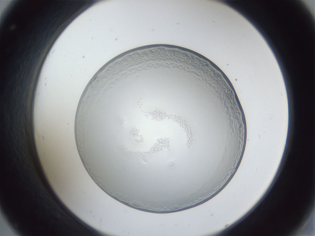 folderID165_plateID1165_batchID2855_wellNum32_profileID1_d2_r61150_ef.jpg
