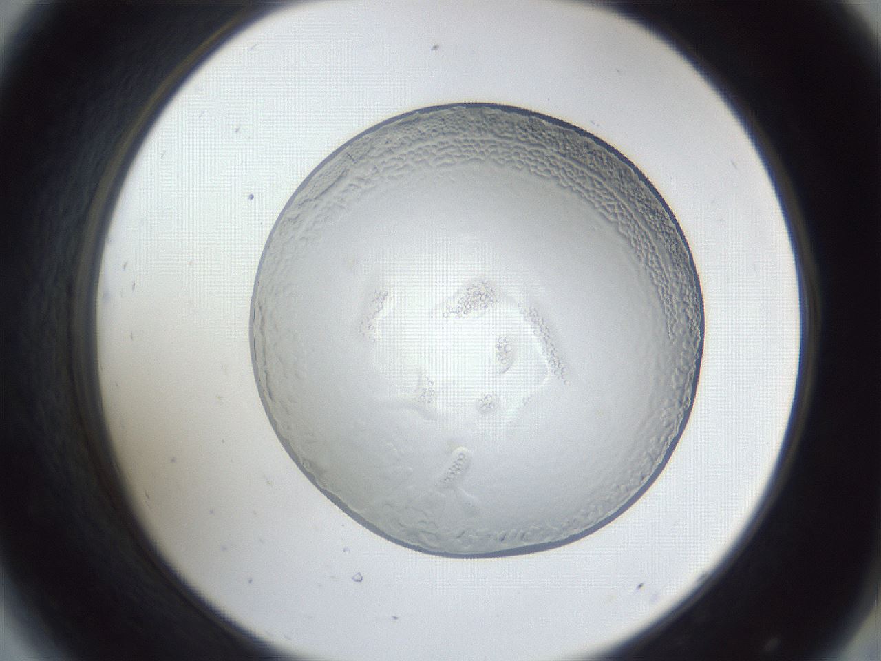 folderID165_plateID1165_batchID3001_wellNum44_profileID1_d2_r61174_ef.jpg