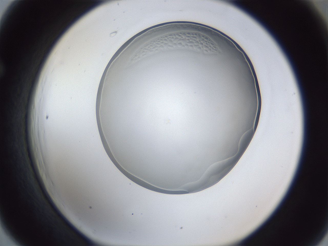 folderID165_plateID1165_batchID3016_wellNum66_profileID1_d1_r61217_ef.jpg