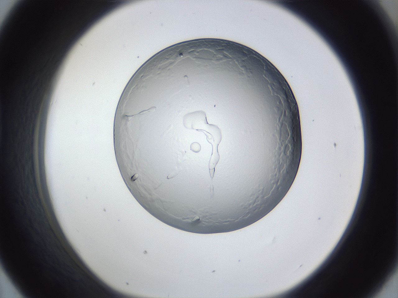 folderID165_plateID1165_batchID3442_wellNum43_profileID1_d1_r61171_ef.jpg