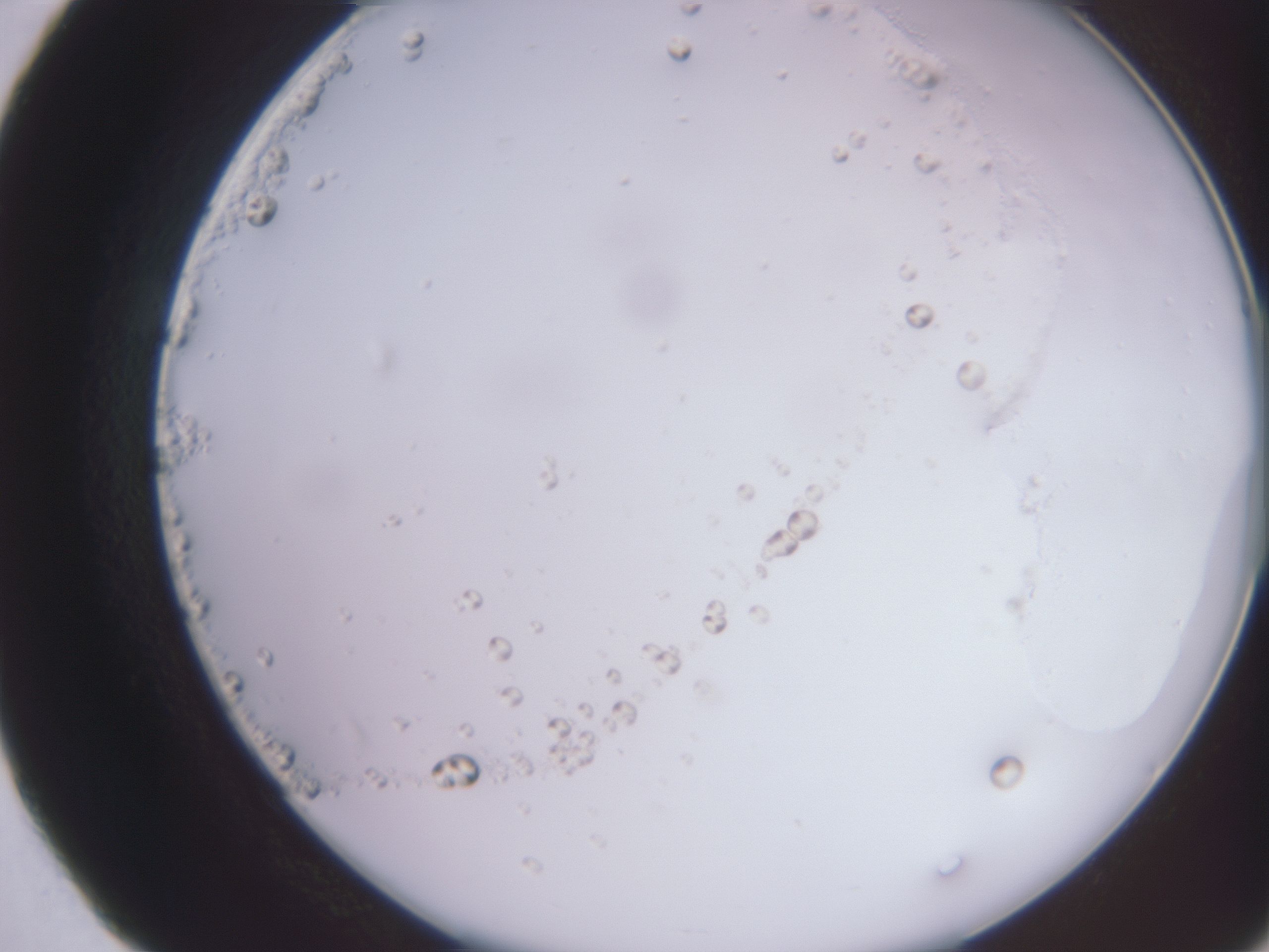 folderID16_plateID3016_batchID16764_wellNum40_profileID1_d2_r251410_ef.jpg