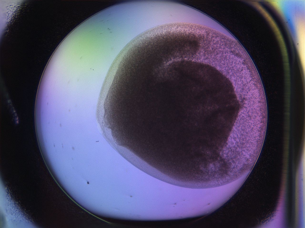 04pd_A8_ImagerDefaults_0.jpg