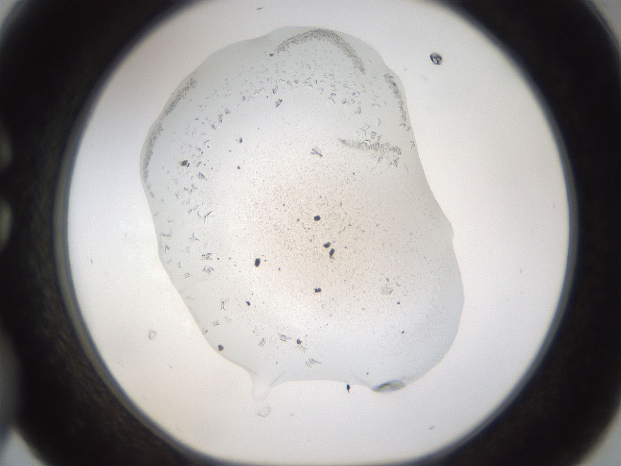 folderID179_plateID3179_batchID17685_wellNum30_profileID1_d1_r274437_ef.jpg