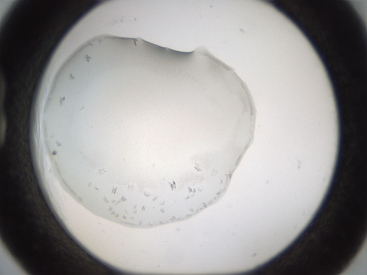 folderID179_plateID3179_batchID18675_wellNum18_profileID1_d1_r274425_ef.jpg