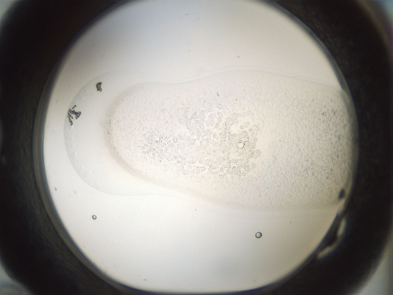 folderID196_plateID3196_batchID17981_wellNum82_profileID1_d1_r277849_ef.jpg