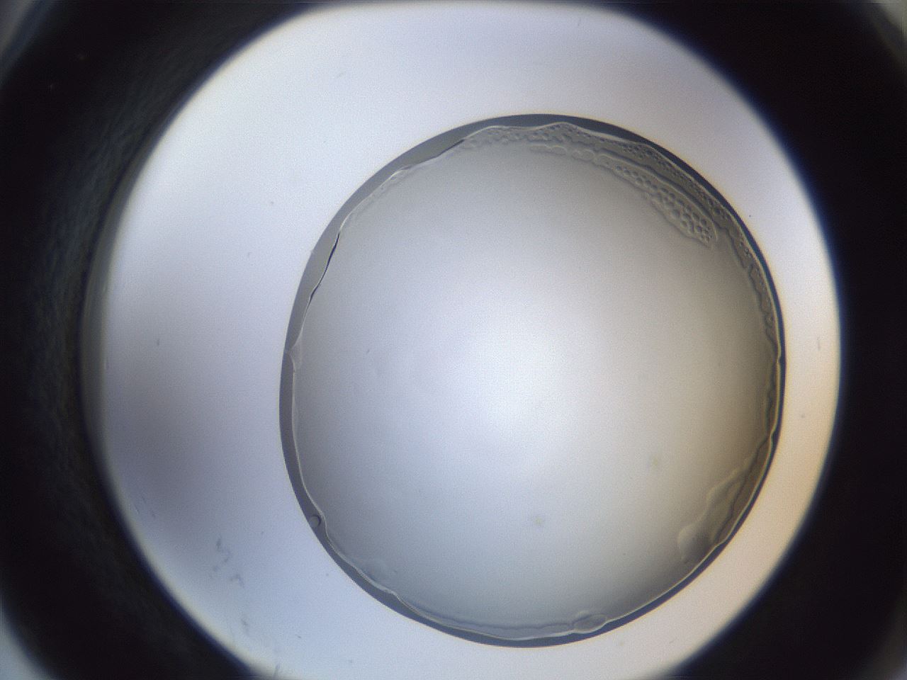 folderID205_plateID1205_batchID3392_wellNum78_profileID1_d2_r66907_ef.jpg