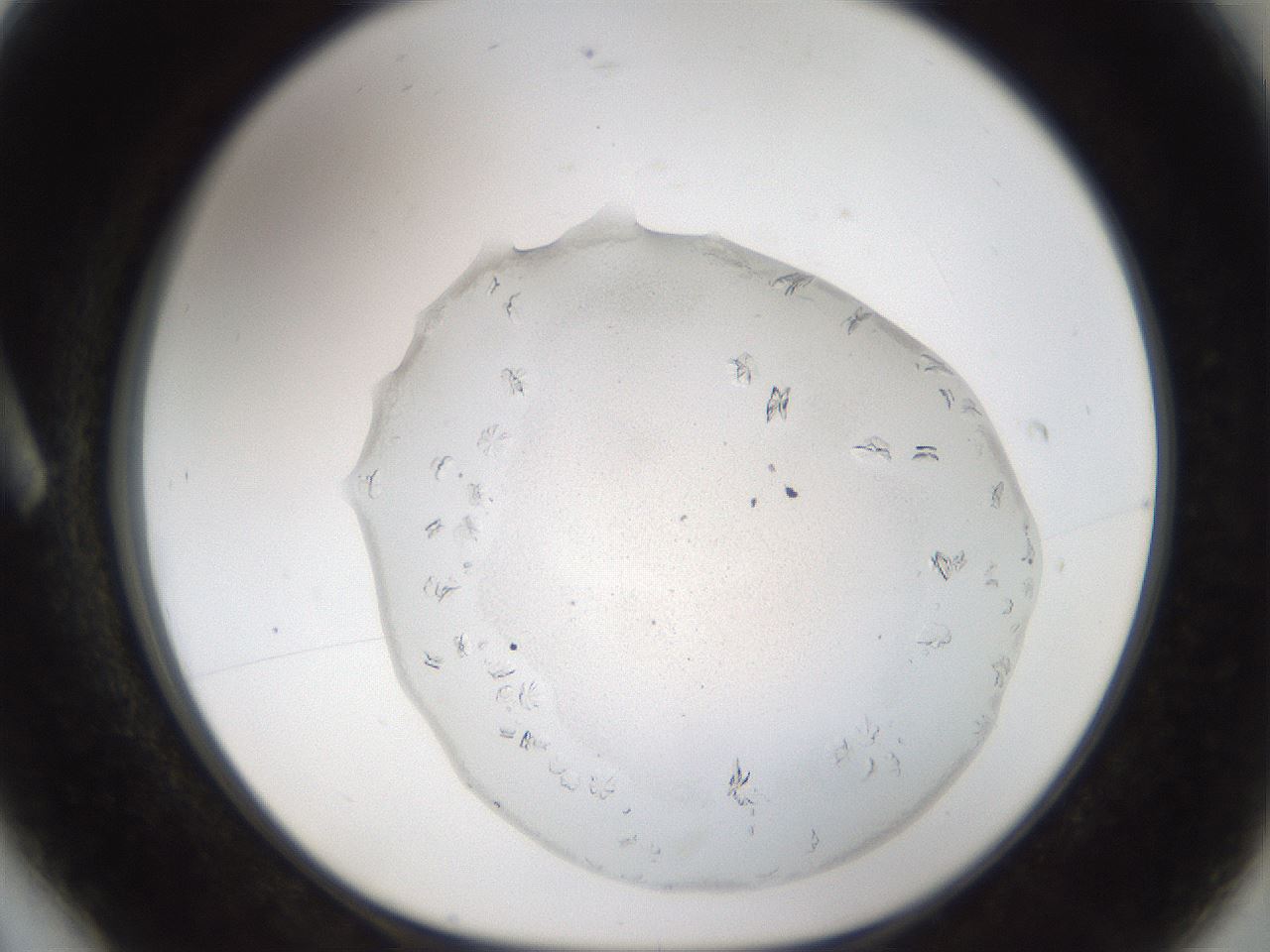 folderID179_plateID3179_batchID17860_wellNum6_profileID1_d1_r274413_ef.jpg