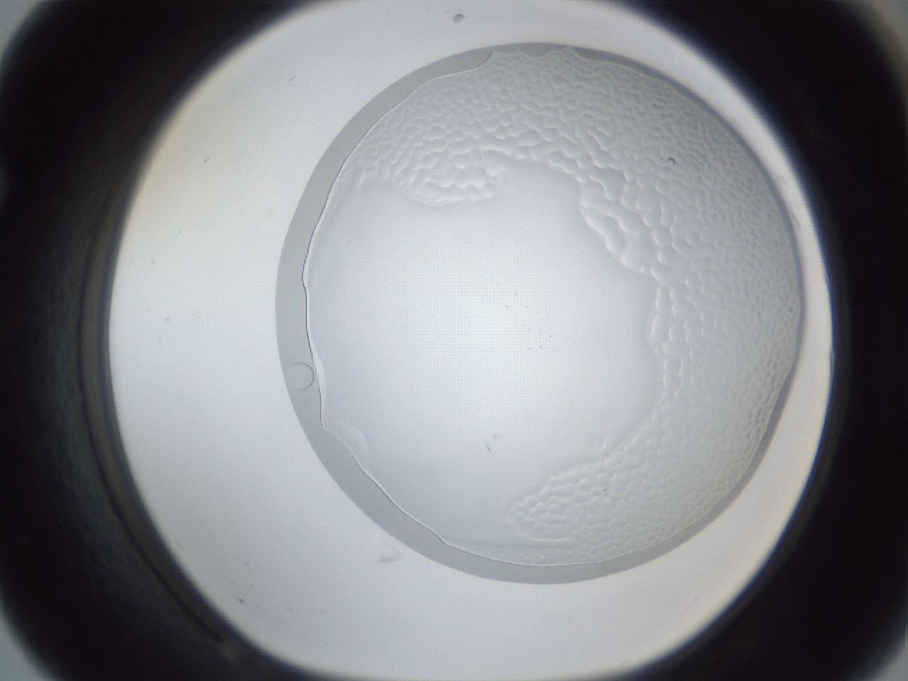 folderID205_plateID1205_batchID3572_wellNum68_profileID1_d1_r66886_ef.jpg