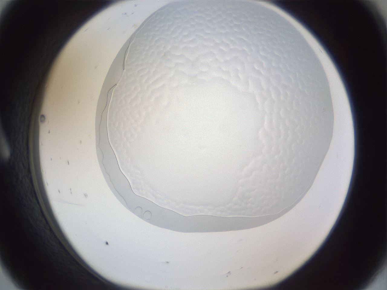 folderID205_plateID1205_batchID3606_wellNum8_profileID1_d1_r66766_ef.jpg