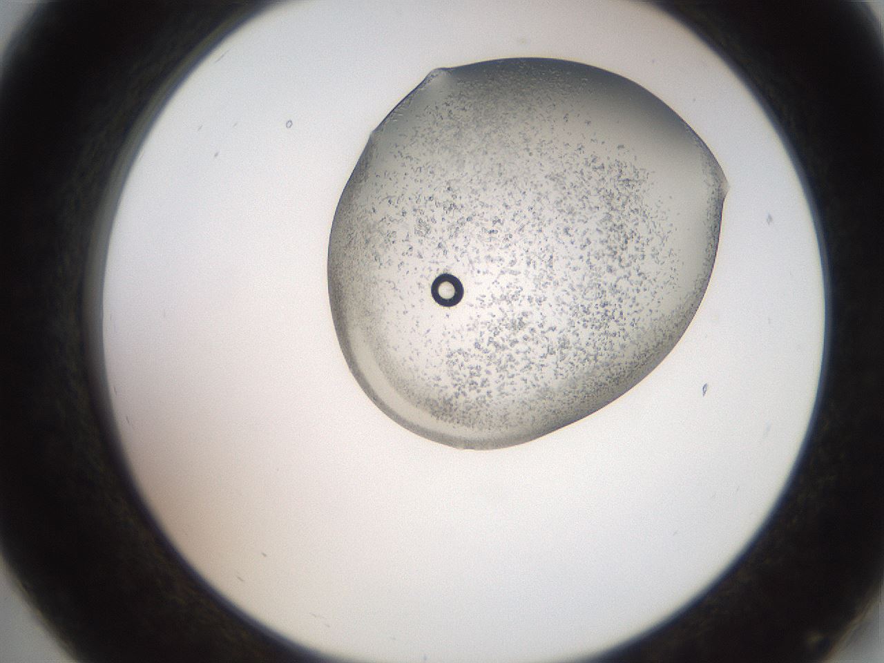 folderID205_plateID2205_batchID9754_wellNum19_profileID1_d2_r149980_ef.jpg