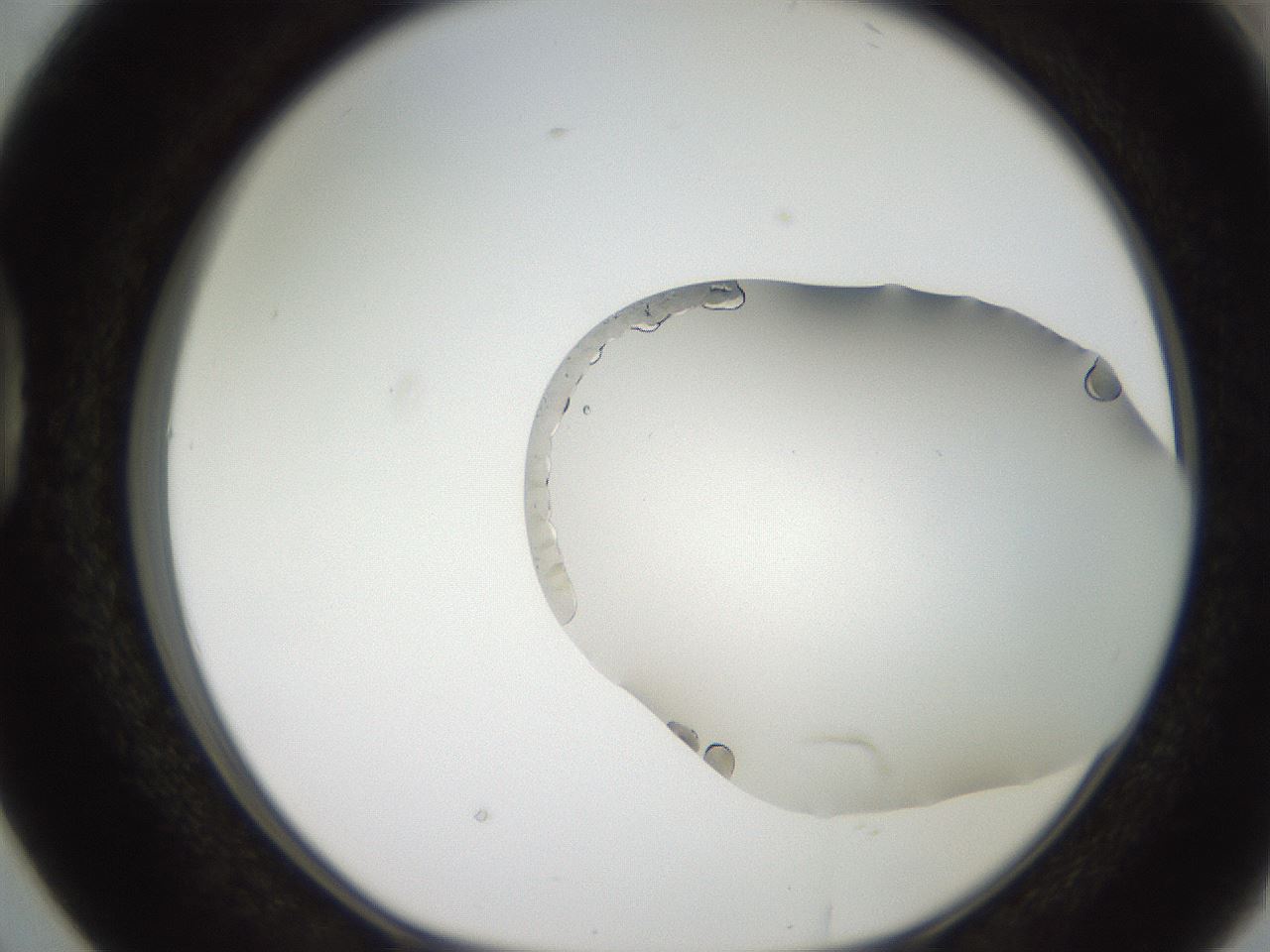 folderID206_plateID2206_batchID10268_wellNum38_profileID1_d1_r149825_ef.jpg