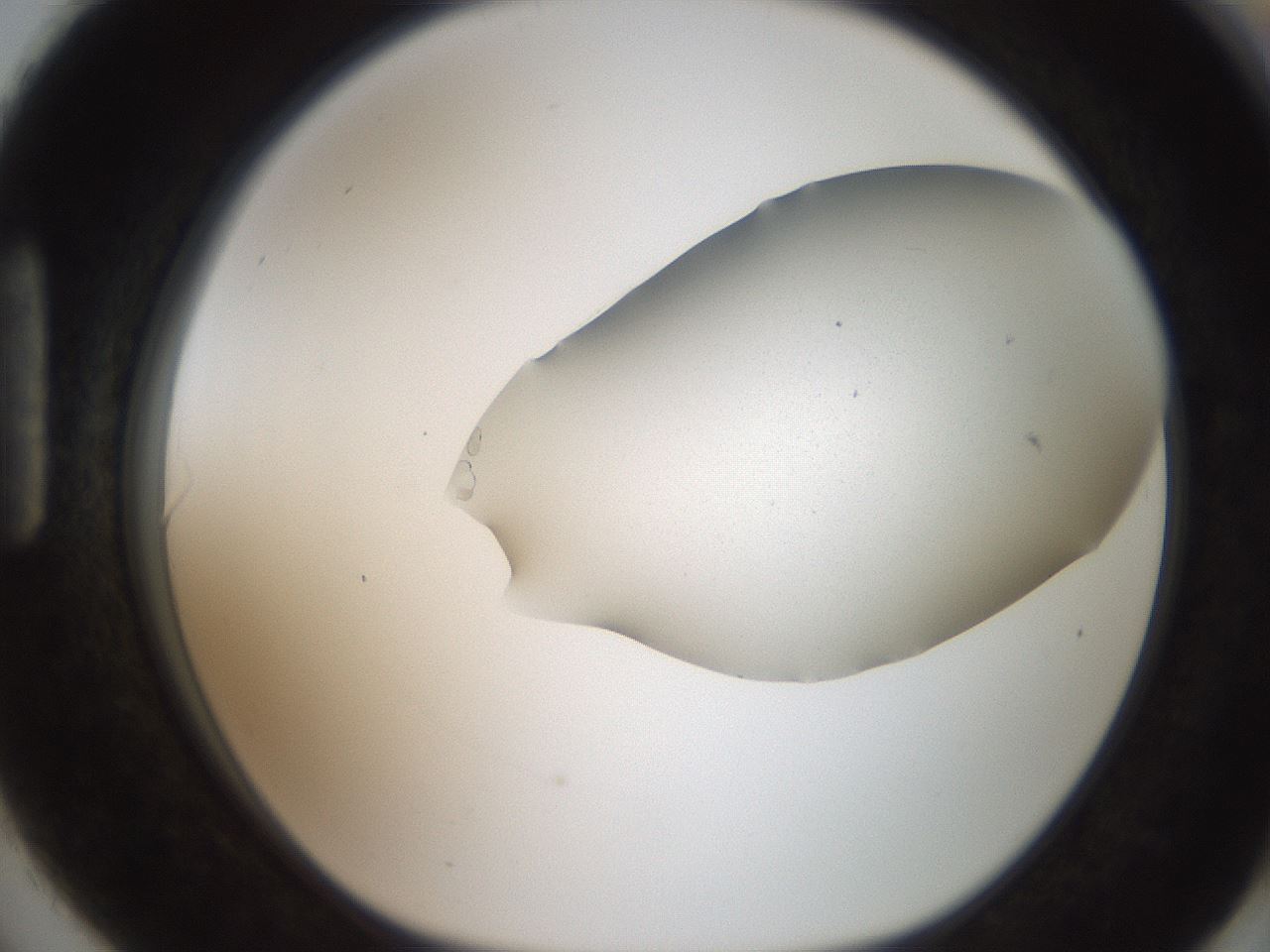 folderID206_plateID2206_batchID9775_wellNum90_profileID1_d1_r149929_ef.jpg