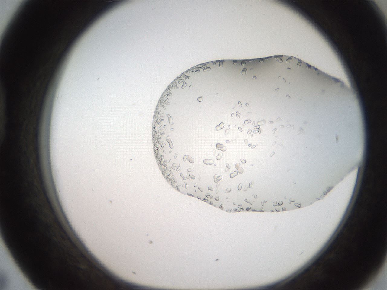 folderID206_plateID2206_batchID9895_wellNum43_profileID1_d1_r149835_ef.jpg