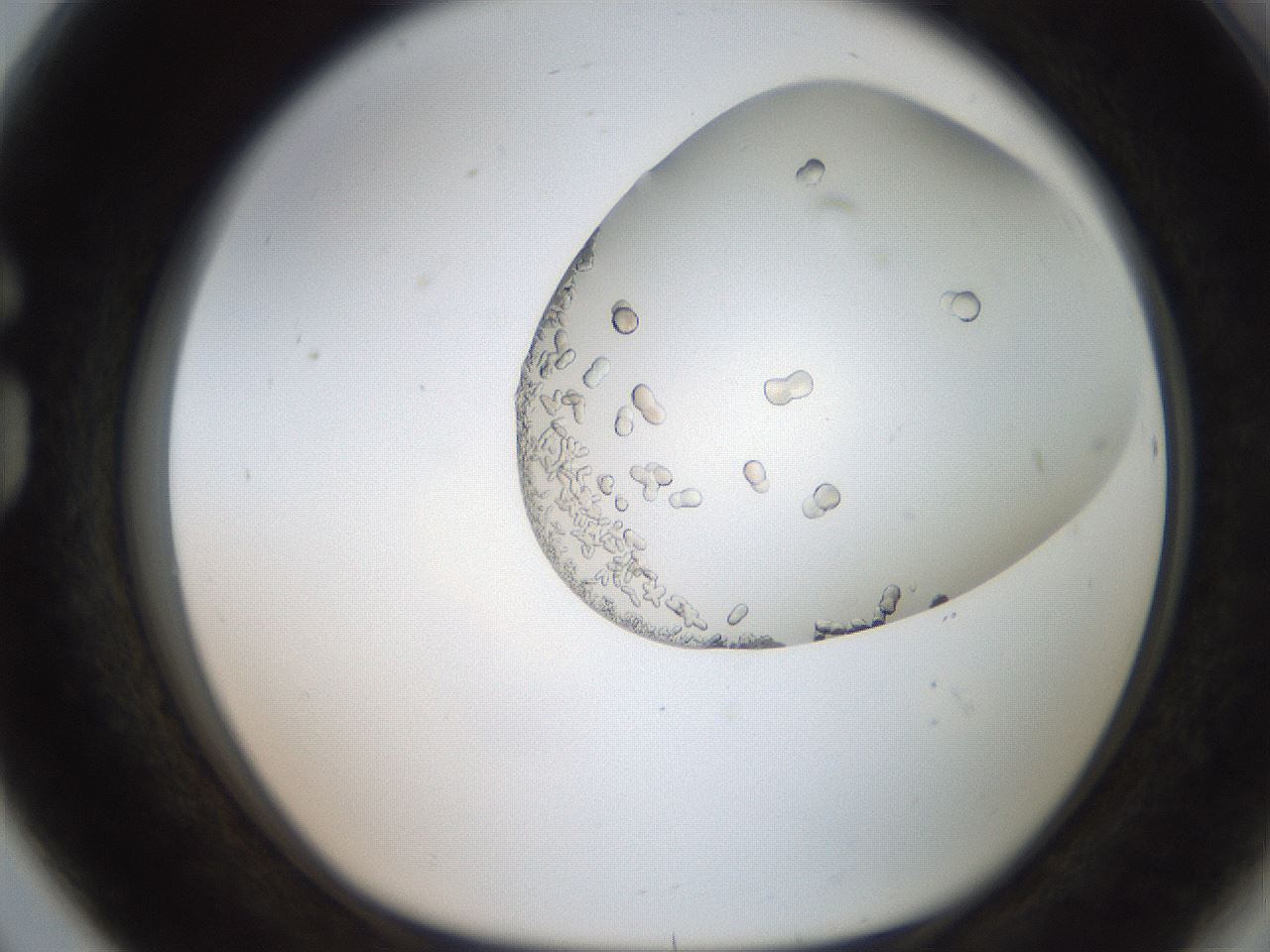 folderID206_plateID2206_batchID9895_wellNum80_profileID1_d1_r149909_ef.jpg