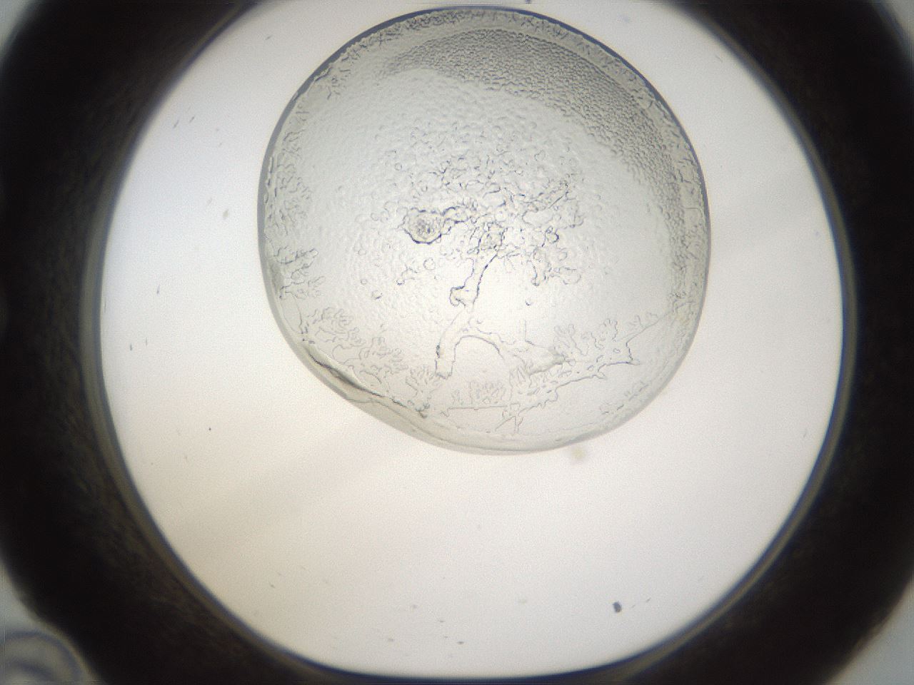 folderID206_plateID1206_batchID4446_wellNum34_profileID1_d1_r67010_ef.jpg