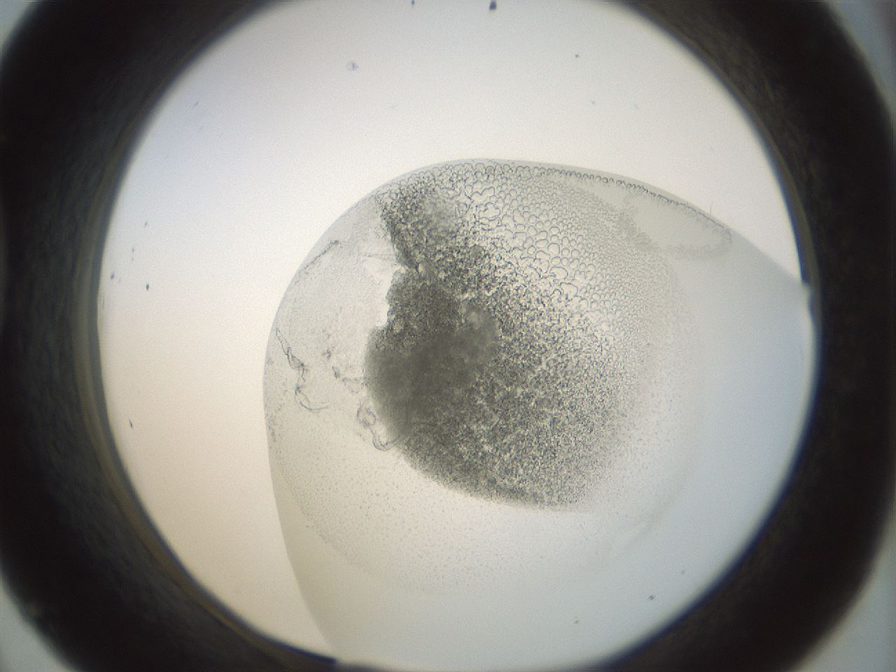 folderID210_plateID1210_batchID3580_wellNum45_profileID1_d1_r69816_ef.jpg
