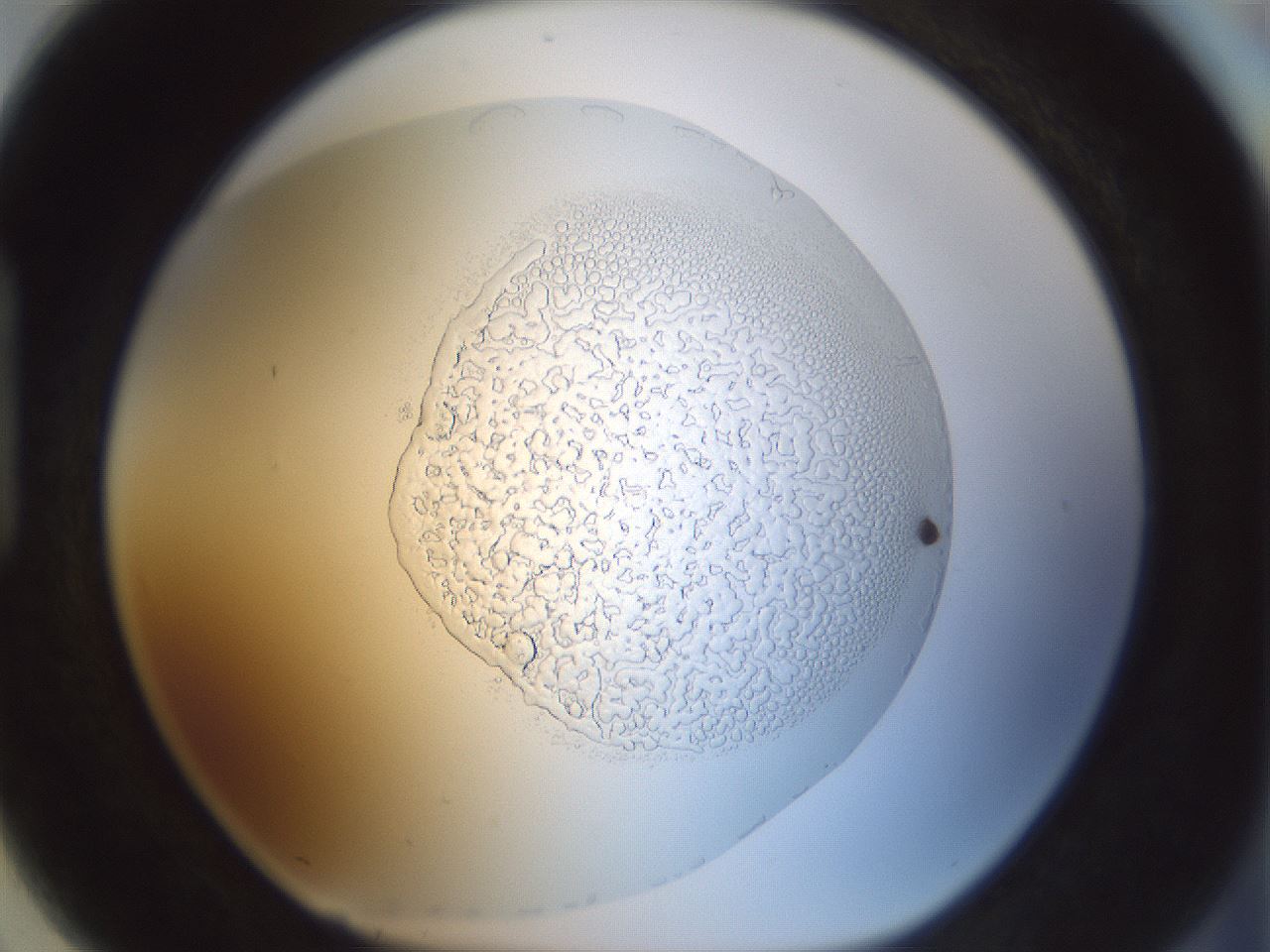 folderID210_plateID1210_batchID4450_wellNum91_profileID1_d1_r69908_ef.jpg