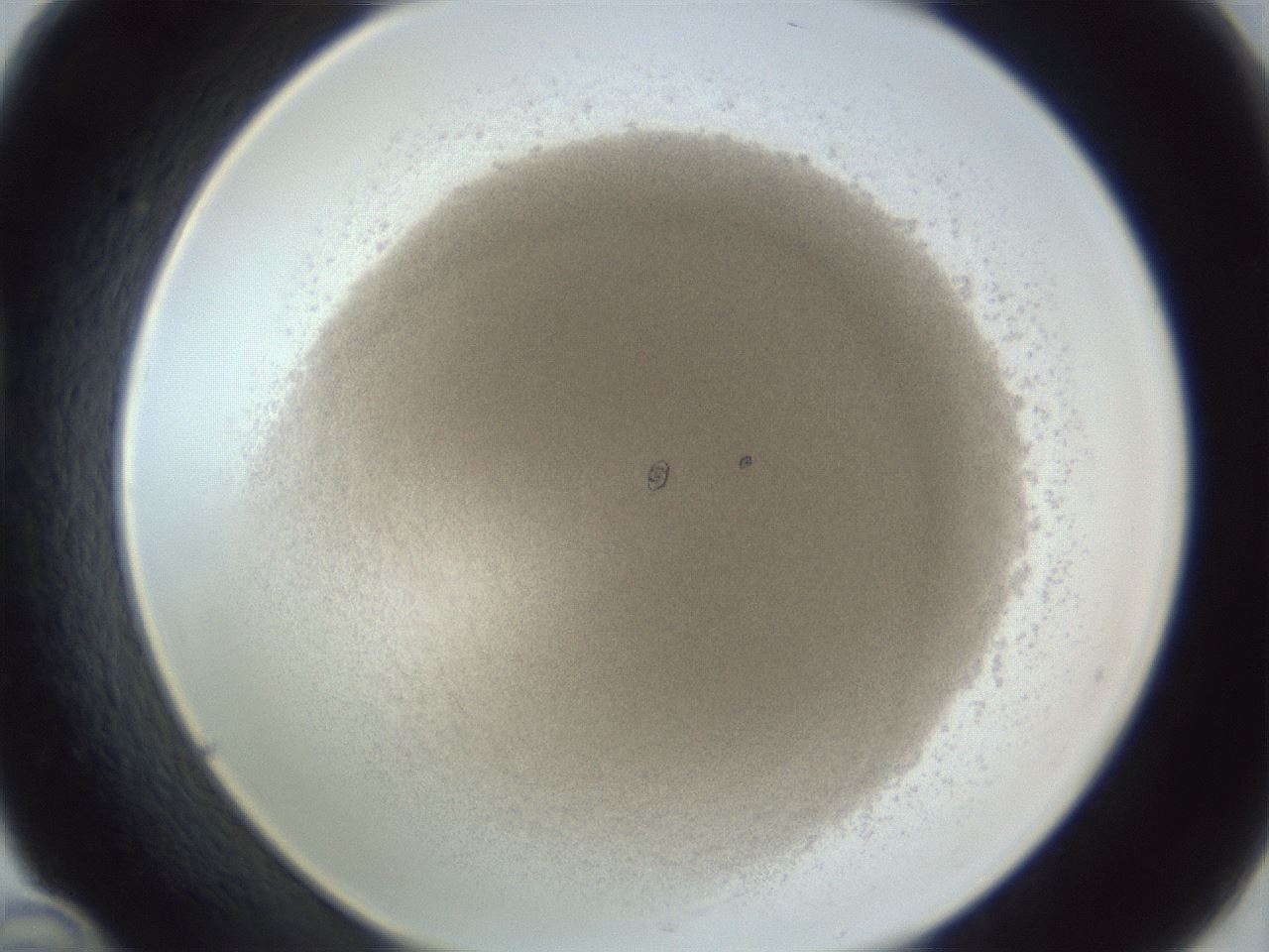 folderID216_plateID1216_batchID3850_wellNum46_profileID1_d1_r68186_ef.jpg
