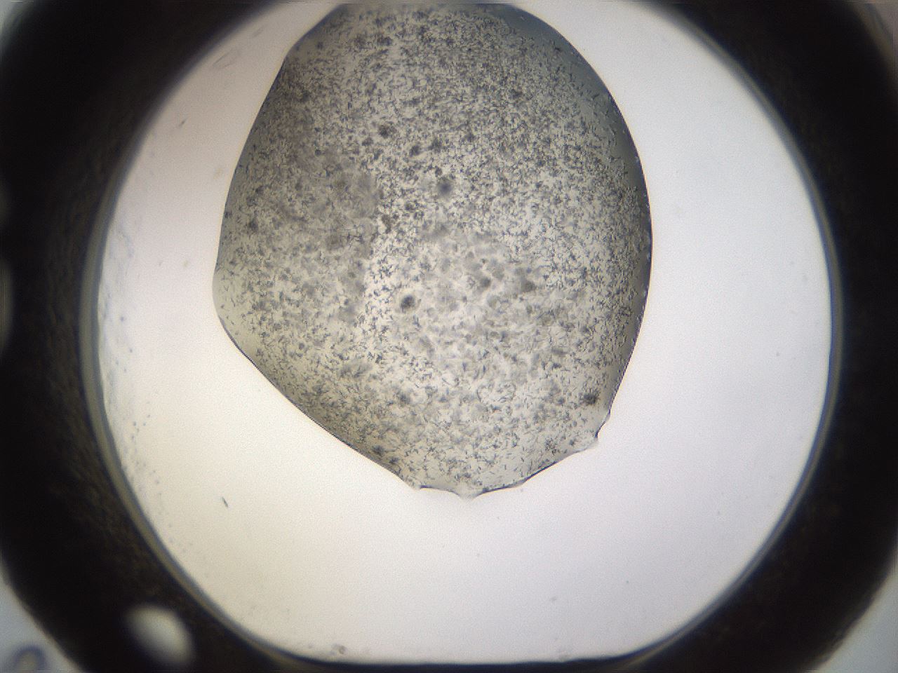 folderID236_plateID3236_batchID18295_wellNum83_profileID1_d1_r281986_ef.jpg