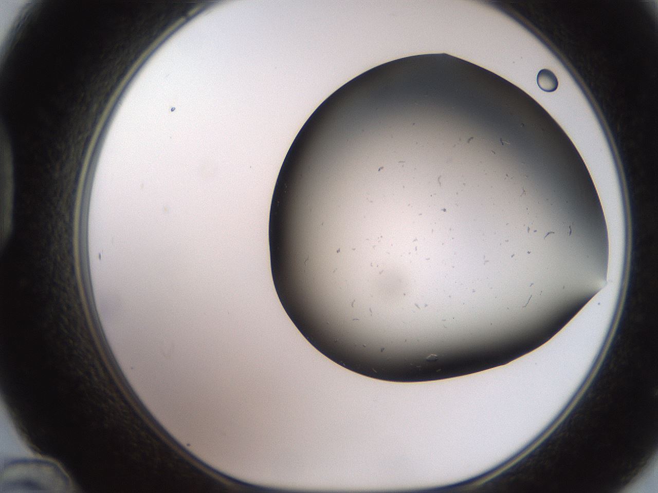 folderID241_plateID2241_batchID10043_wellNum48_profileID1_d1_r154913_ef.jpg