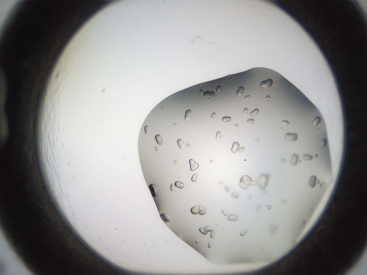 folderID241_plateID2241_batchID10102_wellNum19_profileID1_d1_r154884_ef.jpg