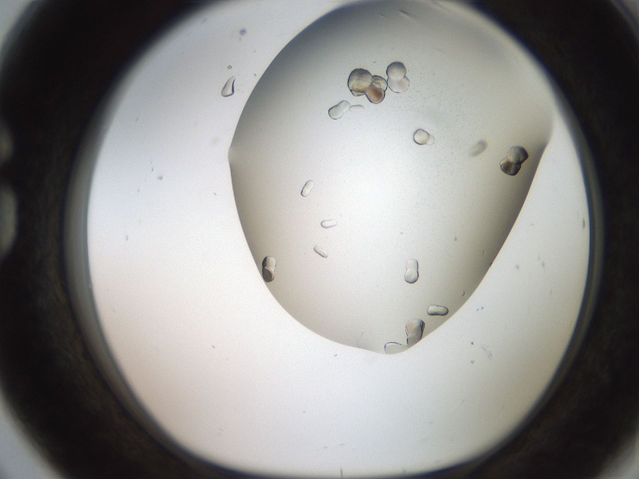 folderID241_plateID2241_batchID10124_wellNum80_profileID1_d1_r154945_ef.jpg