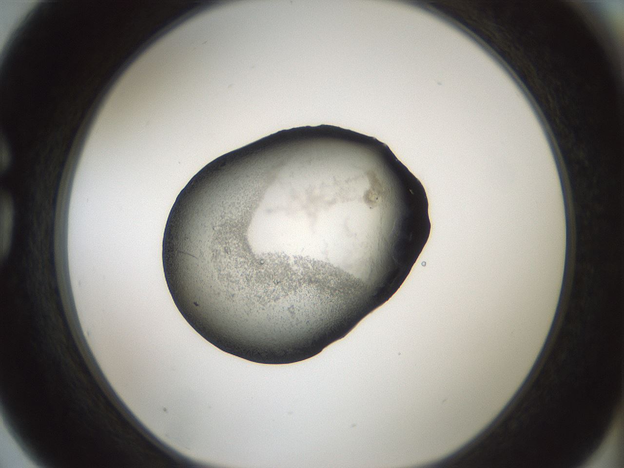 folderID242_plateID3242_batchID18917_wellNum75_profileID1_d1_r282647_ef.jpg