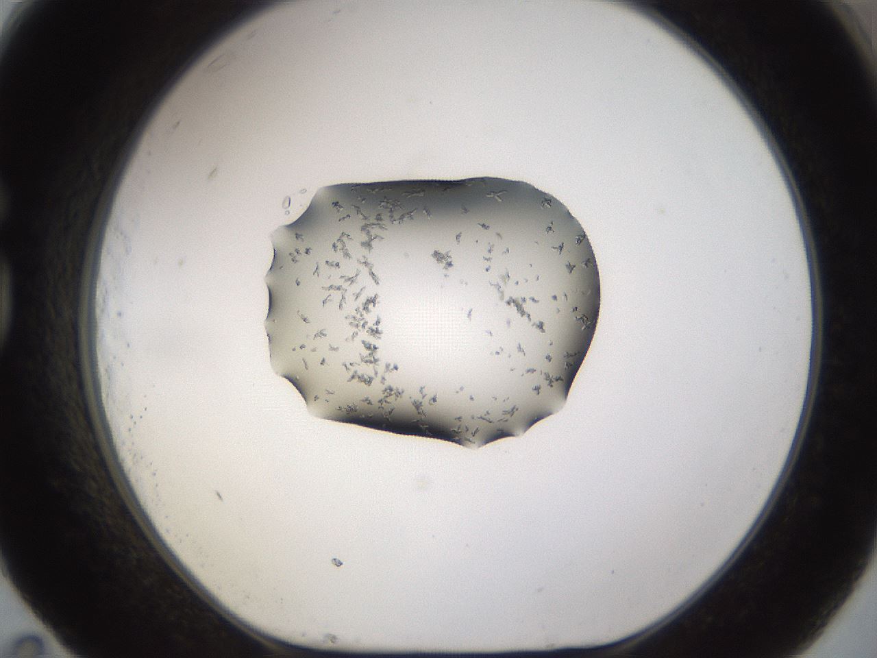 folderID244_plateID3244_batchID18487_wellNum83_profileID1_d1_r283623_ef.jpg