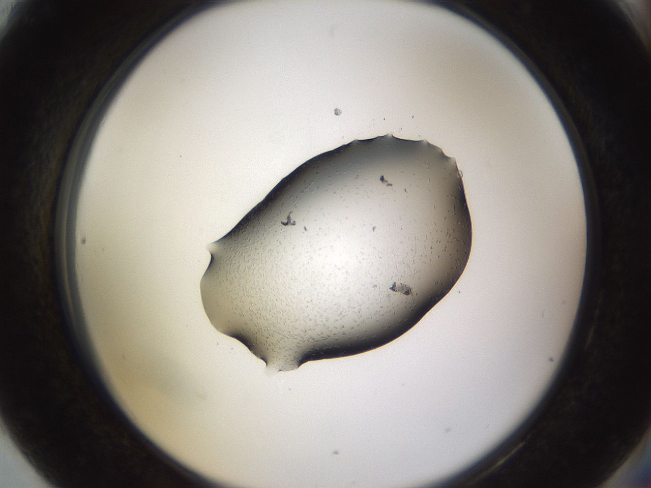 folderID244_plateID3244_batchID19205_wellNum90_profileID1_d2_r283638_ef.jpg