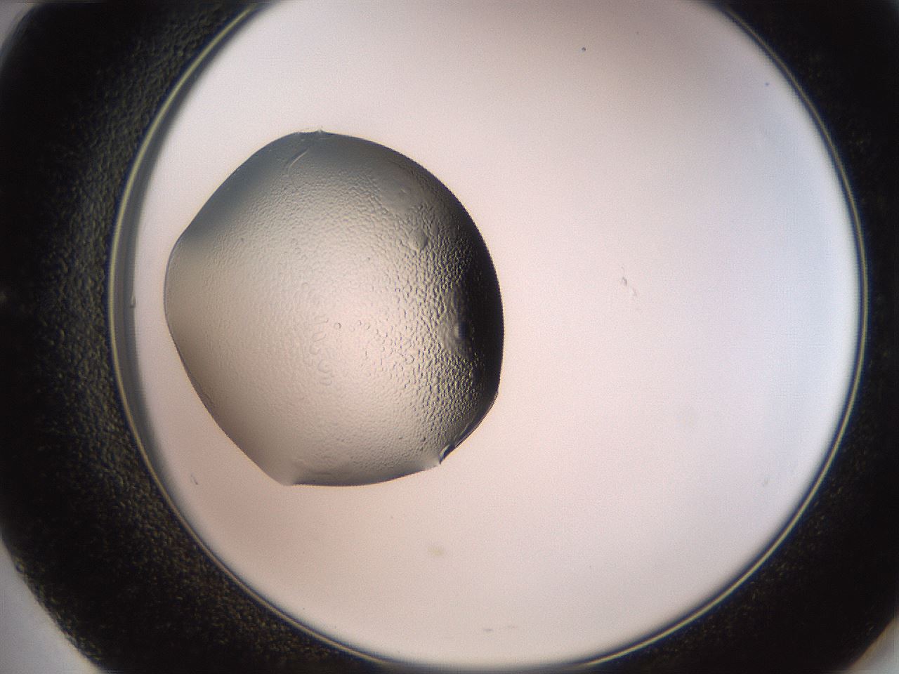 folderID260_plateID2260_batchID10240_wellNum60_profileID1_d2_r157113_ef.jpg