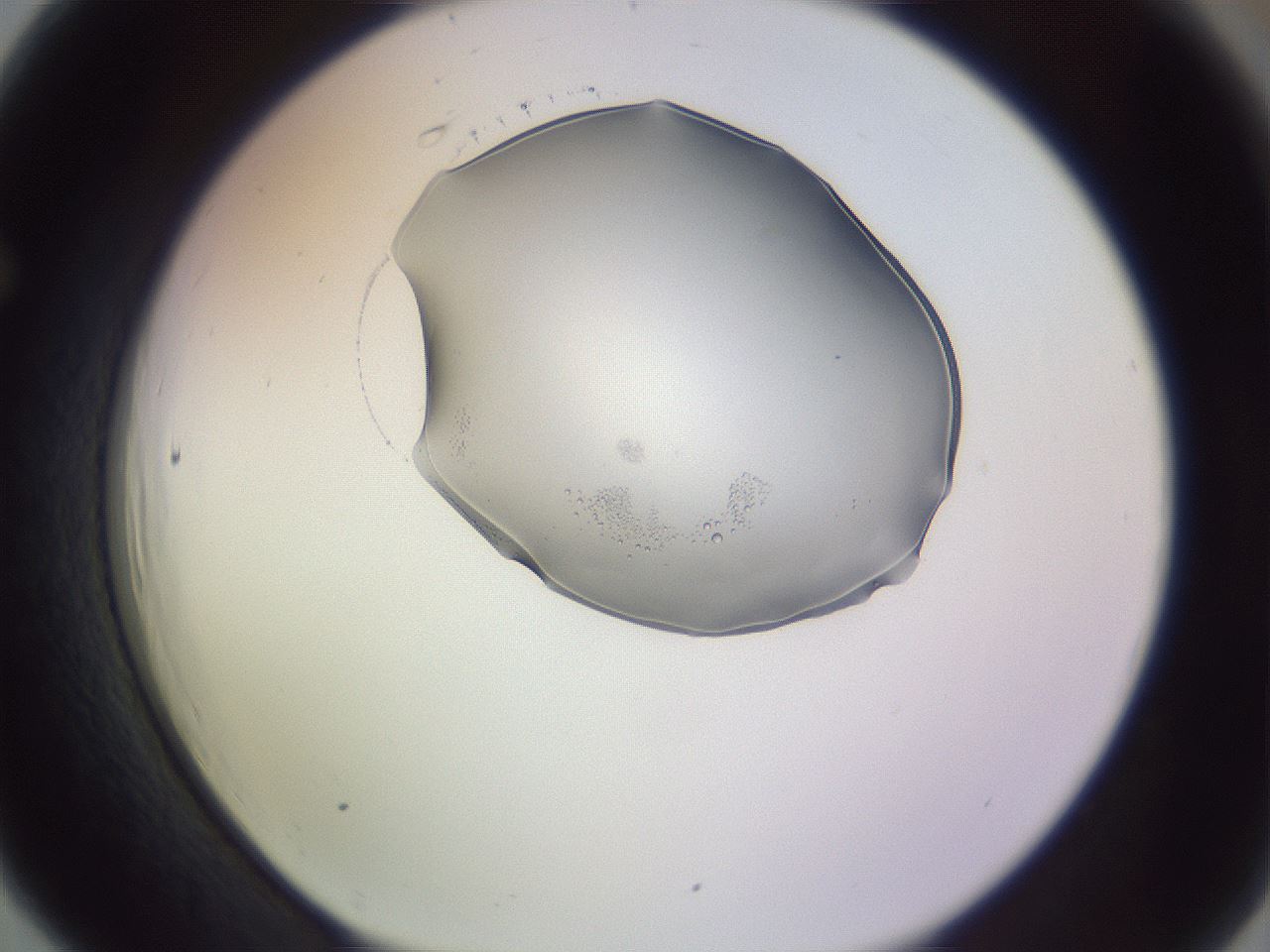 folderID264_plateID3264_batchID18556_wellNum66_profileID1_d1_r287441_ef.jpg