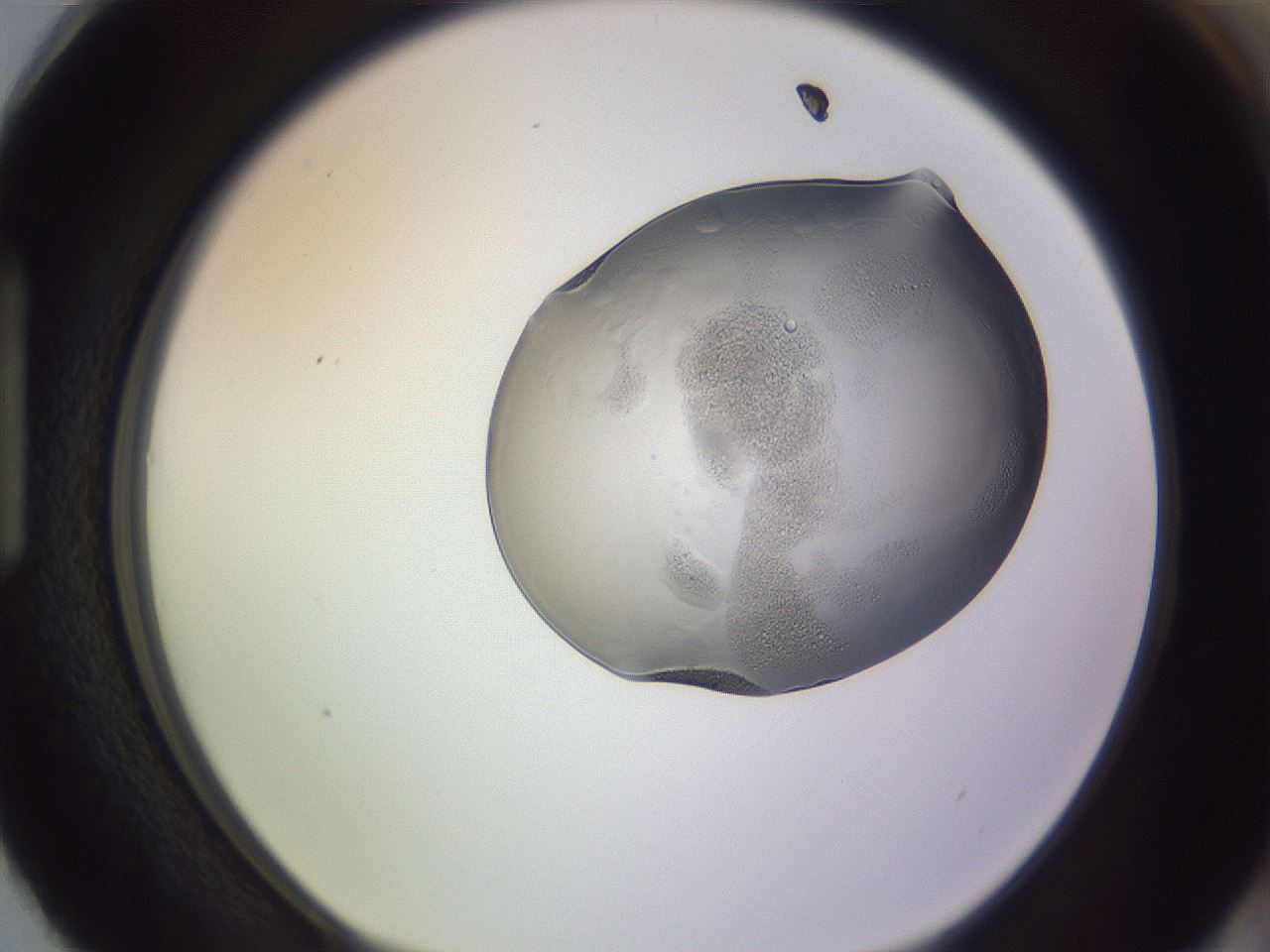 folderID264_plateID3264_batchID19551_wellNum87_profileID1_d1_r287483_ef.jpg
