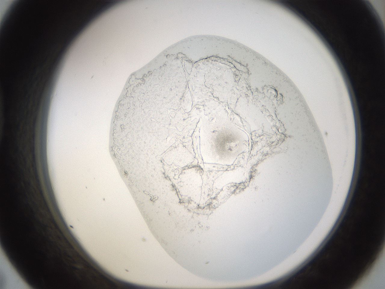 folderID265_plateID3265_batchID19010_wellNum43_profileID1_d1_r287779_ef.jpg