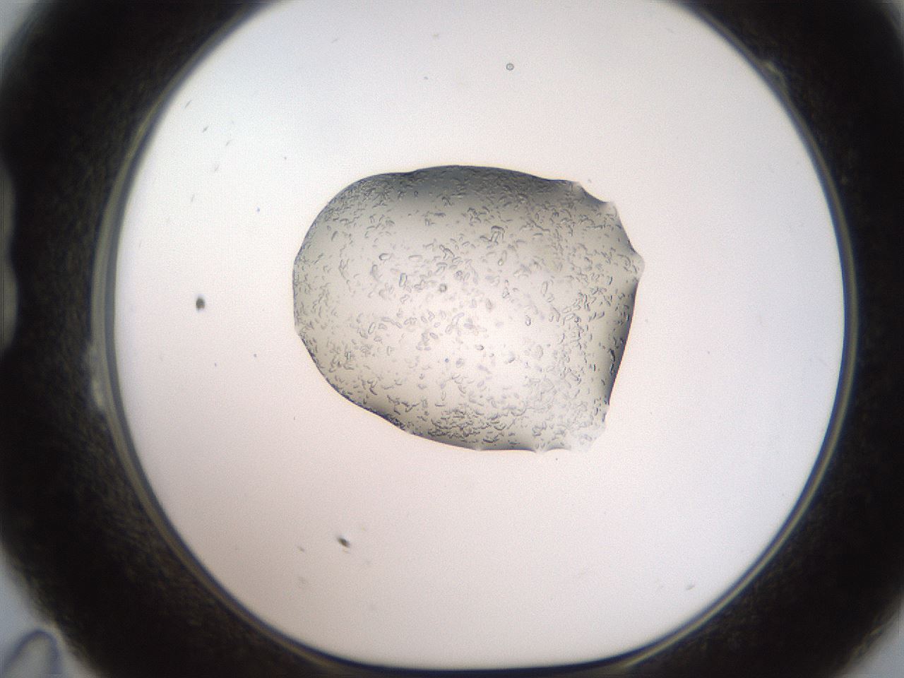 folderID269_plateID2269_batchID10359_wellNum23_profileID1_d1_r158366_ef.jpg