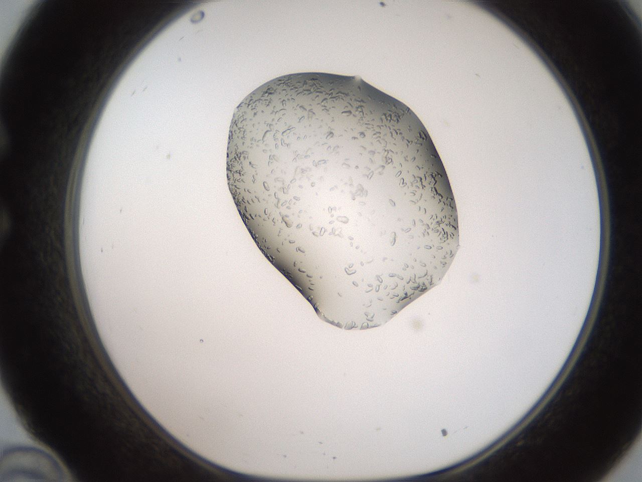 folderID269_plateID2269_batchID10481_wellNum34_profileID1_d1_r158377_ef.jpg