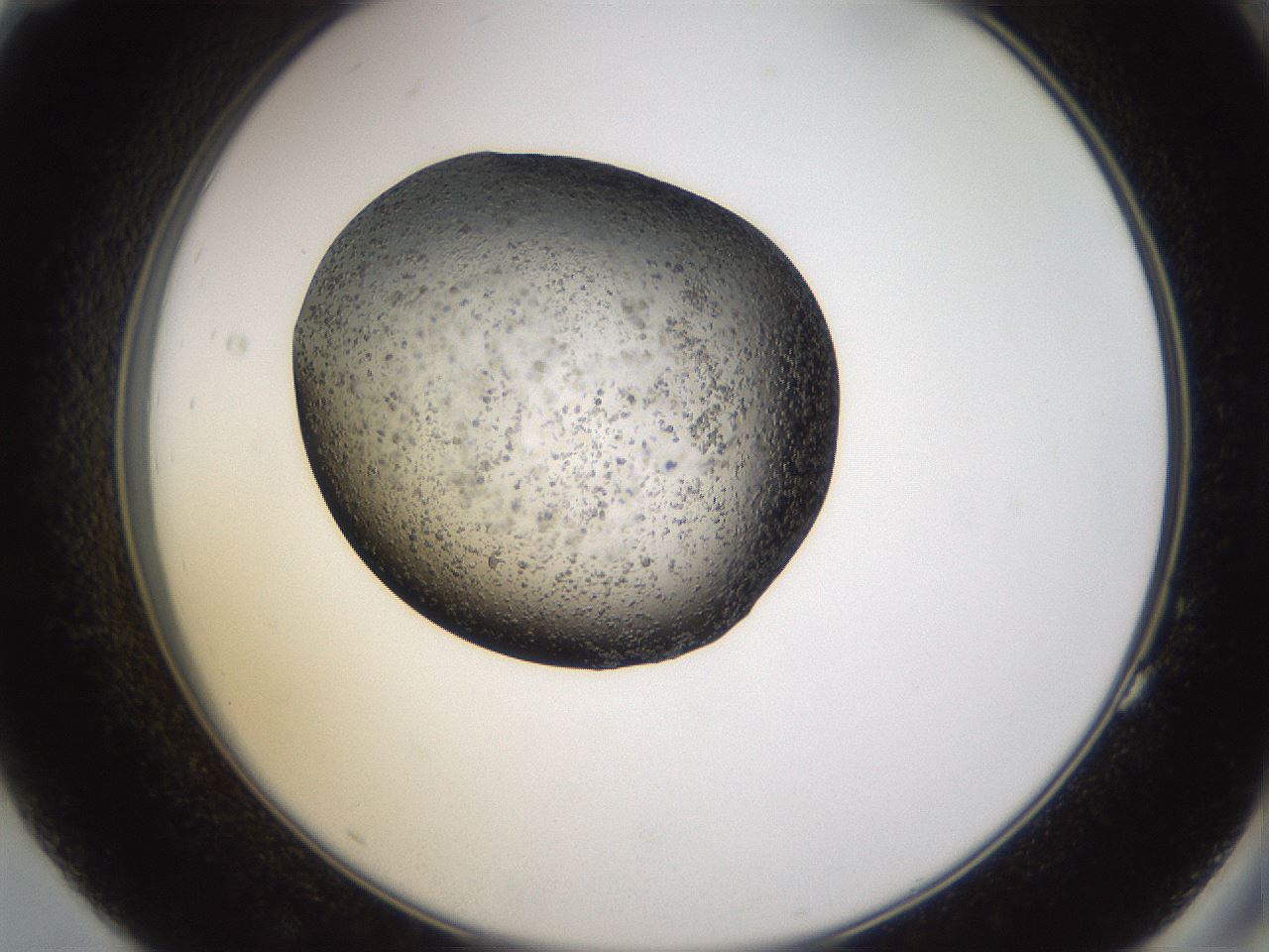 folderID26_plateID3026_batchID16565_wellNum83_profileID1_d2_r253902_ef.jpg