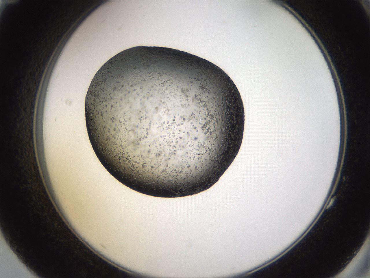 folderID26_plateID3026_batchID18523_wellNum83_profileID1_d2_r253902_ef.jpg
