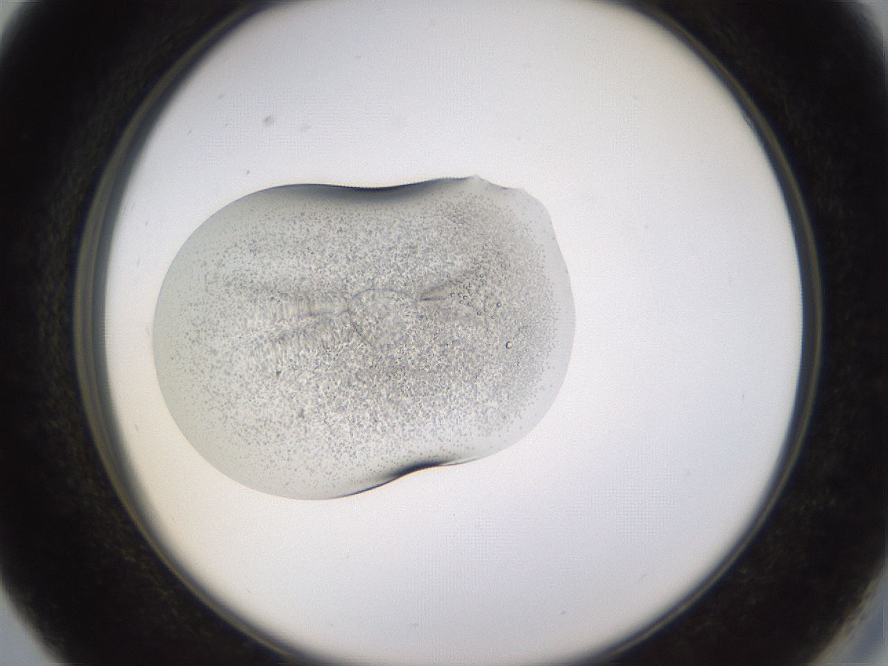 folderID283_plateID3283_batchID18867_wellNum27_profileID1_d2_r288810_ef.jpg
