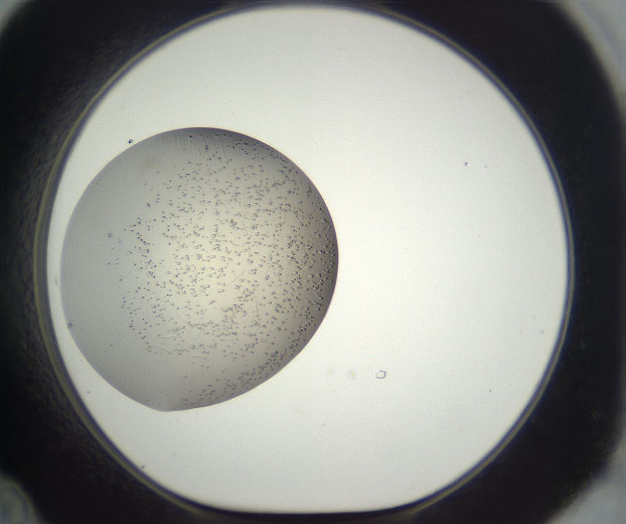 folderID285_plateID3285_batchID20768_wellNum48_profileID1_d1_r289827_ef.jpg