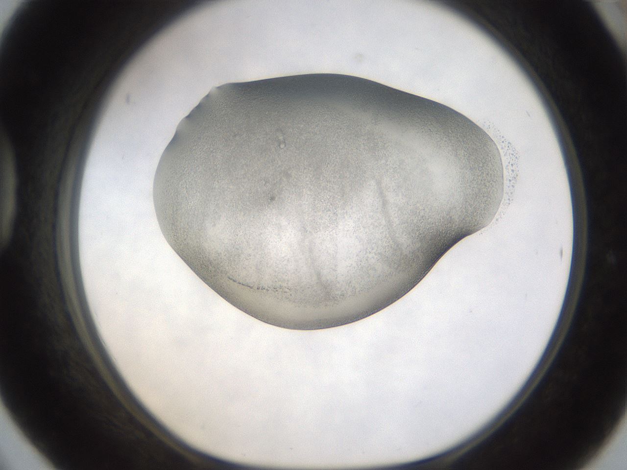 folderID293_plateID1293_batchID3862_wellNum42_profileID1_d1_r77781_ef.jpg