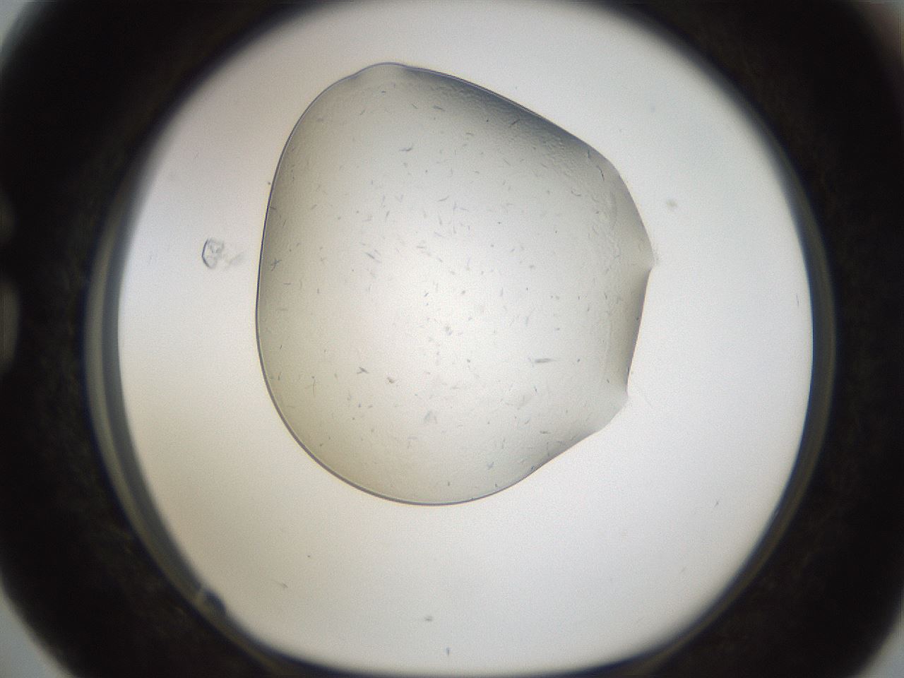 folderID293_plateID1293_batchID3930_wellNum76_profileID1_d1_r77803_ef.jpg