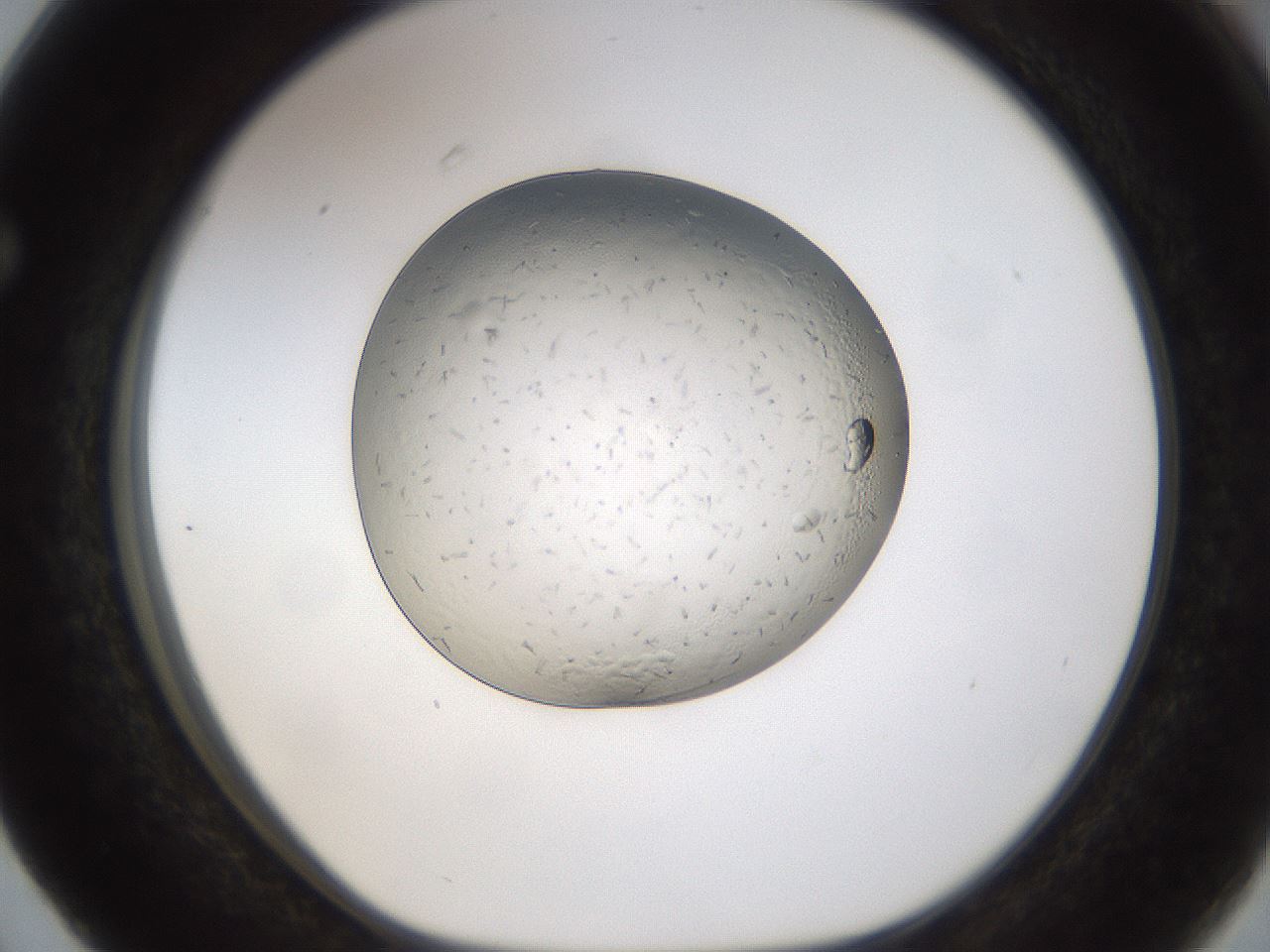 folderID293_plateID1293_batchID4136_wellNum63_profileID1_d1_r77794_ef.jpg